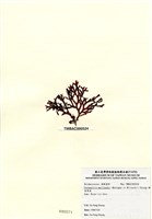 藏品(硬盾果藻)的圖片